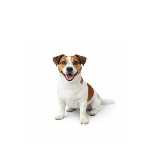 A white and brown dog with a pink tongue.