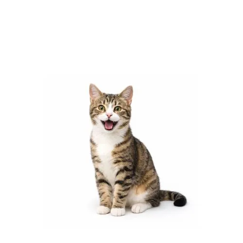 A cat with a white face and brown stripes.