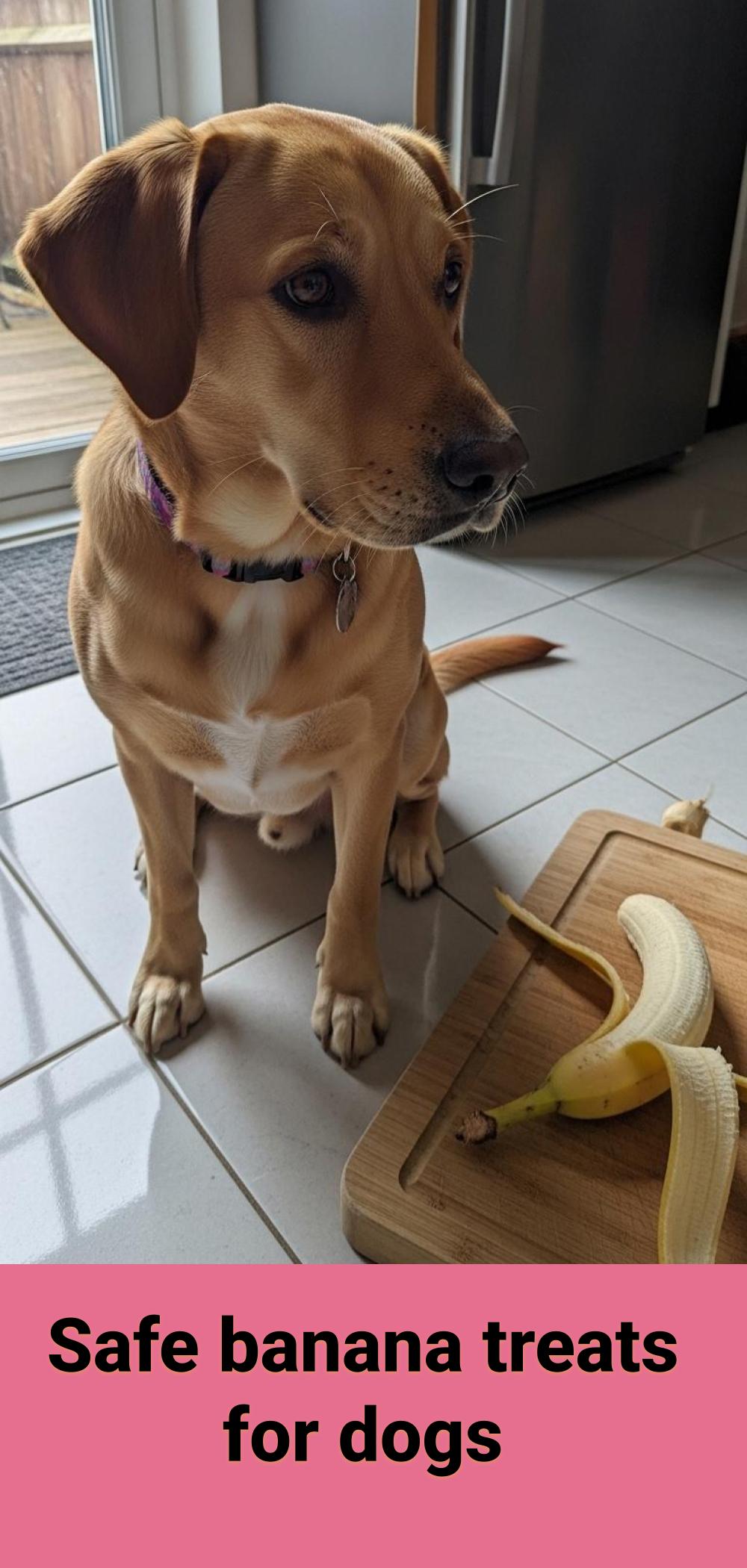 Can Dogs Eat Bananas? Safe Fruit Guide - Pet care Picked
