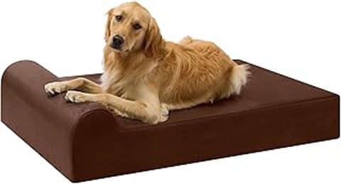 A golden retriever dog sitting on a pillow.