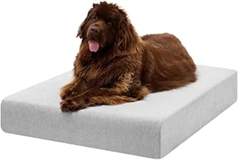 A large brown dog is laying on a memory foam dog bed.