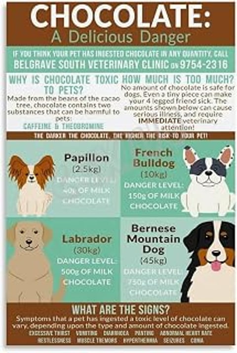 A poster about chocolate toxicity in pets.