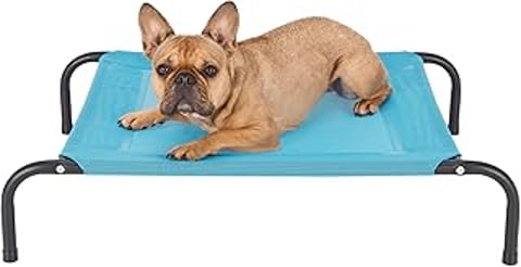 A small dog laying on a blue cushion.