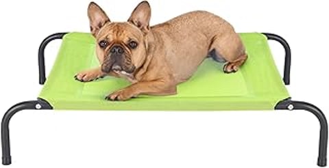 A small dog is laying on a green cushion.