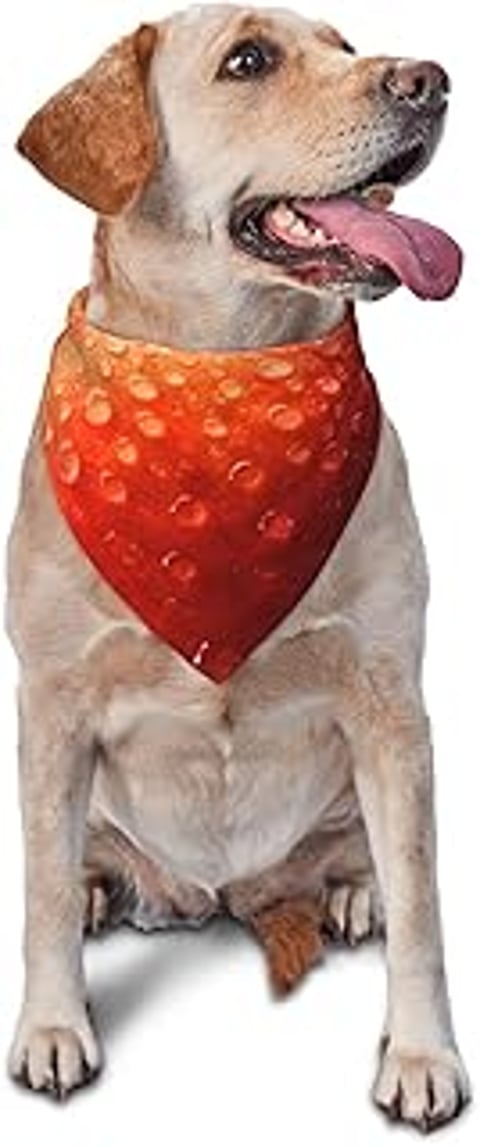 A dog wearing a red peach scarf.