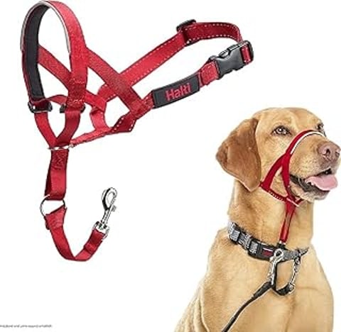 A dog wearing a red Halti headcollar.