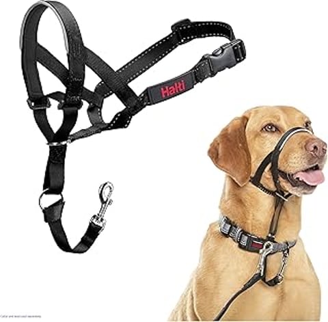 A dog wearing a Halti headcollar.