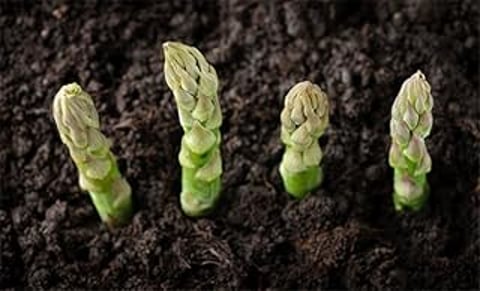 Asparagus crowns in a garden.