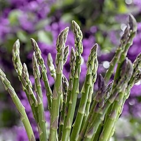 Asparagus plant with purple flowers.