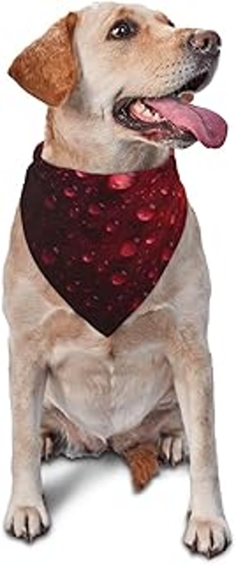 A dog wearing a red scarf with water drops on it.