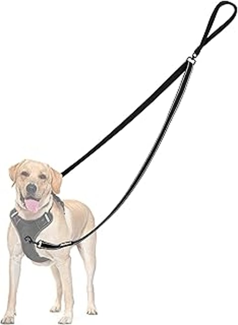 A dog wearing a harness and leash.