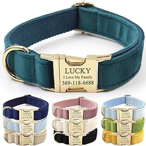 A blue dog collar with the word lucky on it.