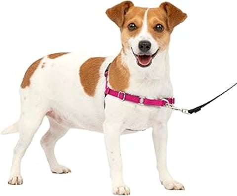 A dog wearing a pink harness.