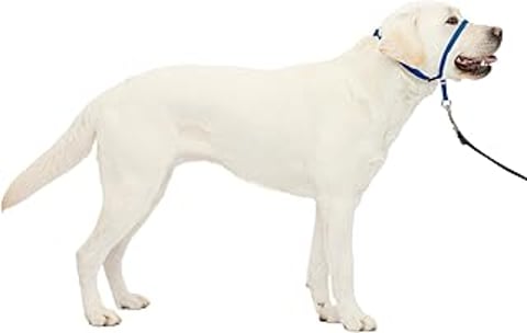A white dog wearing a blue collar.