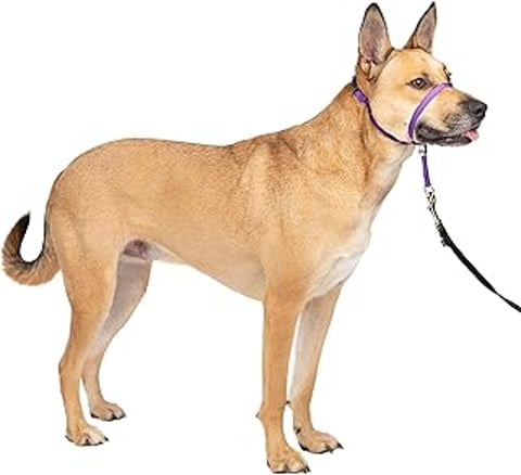 A dog wearing a purple leash.