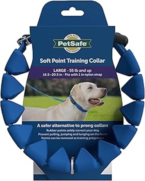 A blue and white dog wearing a blue collar.