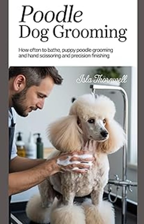 A man is grooming a poodle dog.