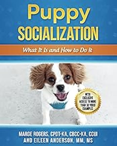 A puppy is wearing a blue collar.
