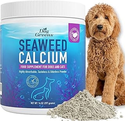A dog sitting next to a container of seaweed calcium powder.