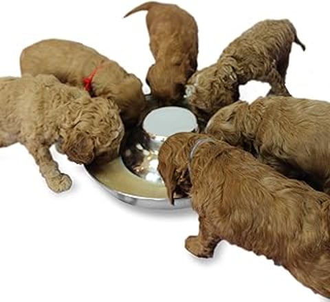 A group of puppies eating out of a stainless steel bowl.