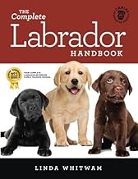 Three Labrador puppies are shown in a book.