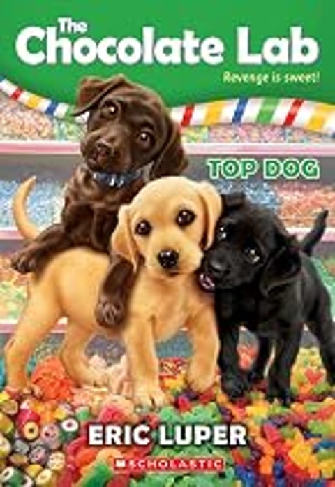Three dogs are standing together, with one of them being a chocolate lab.