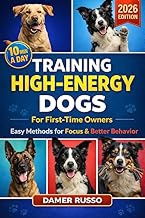 Training High Energy Dogs for First-Time Owners: Easy Methods for Focus & Better Behavior