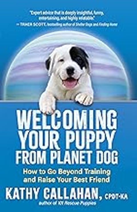 A black and white puppy dog sitting on a blue background.