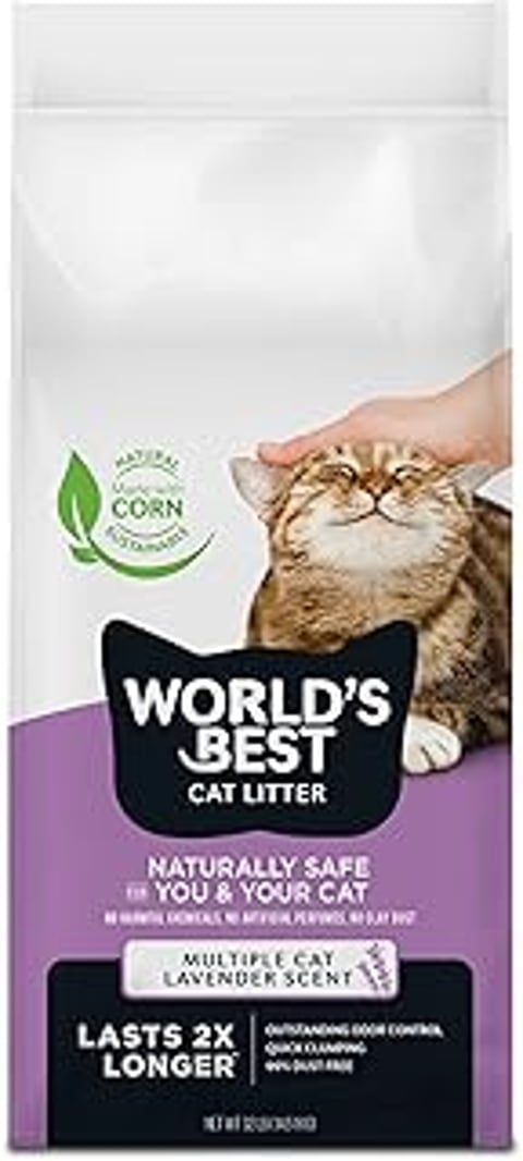 A cat is being petted by a person.