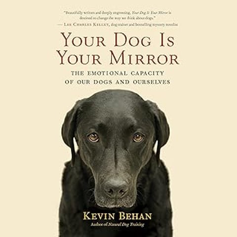 A black dog with a white nose looking at the camera.